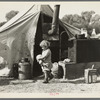 Child of migratory worker. American River camp near Sacramento, California