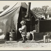 Child of migratory worker. American River camp near Sacramento, California
