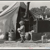 Child of migratory worker. American River camp near Sacramento, California
