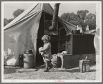 Child of migratory worker. American River camp near Sacramento, California