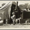 Child of migratory worker. American River camp near Sacramento, California