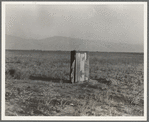 Sanitary facilities for migratory workers. Ditch bank camp. Squatters near Arvin, Kern County, California