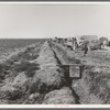 Forty families of drought and depression refugees camped by the roadside beside an irrigated pea field. A freeze which destroyed the pea crop threw practically every family in this camp on emergency relief. Nine miles from Calipatria, California