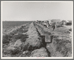 Forty families of drought and depression refugees camped by the roadside beside an irrigated pea field. A freeze which destroyed the pea crop threw practically every family in this camp on emergency relief. Nine miles from Calipatria, California