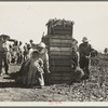 Japanese agricultural workers packing broccoli near Guadalupe, California