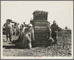 Japanese agricultural workers packing broccoli near Guadalupe, California