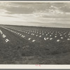 Capped cantaloupe. Imperial Valley, California