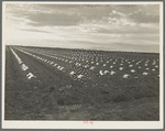 Capped cantaloupe. Imperial Valley, California