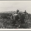 Cabbage cutting and hauling by new Vessey (flat truck) system, now also used in carrots and lettuce. Imperial Valley, California