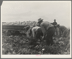 Cabbage cutting and hauling by new Vessey (flat truck) system, now also used in carrots and lettuce. Imperial Valley, California