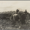 Cabbage cutting and hauling by new Vessey (flat truck) system, now also used in carrots and lettuce. Imperial Valley, California