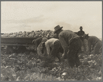 Cabbage cutting and hauling by new Vessey (flat truck) system, now also used in carrots and lettuce. Imperial Valley, California