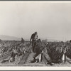 Desert agriculture. Brushed chili field. Replanting chili plants on a Japanese-owned ranch. Sticks, palm leaves and paper are used for protection against wind and cold. Tomato plants are cultivated by the same method. Imperial Valley, California
