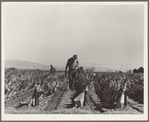 Desert agriculture. Brushed chili field. Replanting chili plants on a Japanese-owned ranch. Sticks, palm leaves and paper are used for protection against wind and cold. Tomato plants are cultivated by the same method. Imperial Valley, California