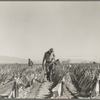 Desert agriculture. Brushed chili field. Replanting chili plants on a Japanese-owned ranch. Sticks, palm leaves and paper are used for protection against wind and cold. Tomato plants are cultivated by the same method. Imperial Valley, California