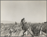 Desert agriculture. Brushed chili field. Replanting chili plants on a Japanese-owned ranch. Sticks, palm leaves and paper are used for protection against wind and cold. Tomato plants are cultivated by the same method. Imperial Valley, California