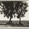 Pea fields of the Imperial Valley, California. Tamarisk trees are commonly planted along the irrigation ditches for shade so necessary in this desert valley. Note water barrels