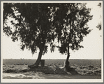 Pea fields of the Imperial Valley, California. Tamarisk trees are commonly planted along the irrigation ditches for shade so necessary in this desert valley. Note water barrels