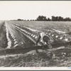 Irrigator in brushed and capped cantaloupe field. Imperial Valley, California