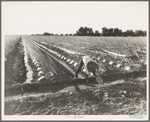 Irrigator in brushed and capped cantaloupe field. Imperial Valley, California