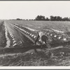 Irrigator in brushed and capped cantaloupe field. Imperial Valley, California