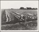 Irrigator in brushed and capped cantaloupe field. Imperial Valley, California