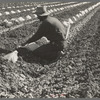 One of a Mexican field gang of migratory laborers thinning and weeding cantaloupe plants. The young plants are "capped" with wax paper spread over a wire wicket to protect against cold and accelerate growth. The laborers' wages are thirty cents an hour.  Imperial Valley, California