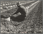 One of a Mexican field gang of migratory laborers thinning and weeding cantaloupe plants. The young plants are "capped" with wax paper spread over a wire wicket to protect against cold and accelerate growth. The laborers' wages are thirty cents an hour.  Imperial Valley, California