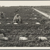 Mexican gang of migratory laborers under a Japanese field boss. These men are thinning and weeding cantaloupe plants. Wages thirty cents an hour