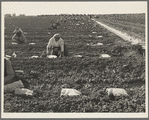 Mexican gang of migratory laborers under a Japanese field boss. These men are thinning and weeding cantaloupe plants. Wages thirty cents an hour