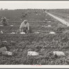 Mexican gang of migratory laborers under a Japanese field boss. These men are thinning and weeding cantaloupe plants. Wages thirty cents an hour...
