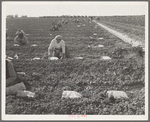 Mexican gang of migratory laborers under a Japanese field boss. These men are thinning and weeding cantaloupe plants. Wages thirty cents an hour...