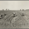 Mexican gang of migratory laborers under a Japanese field boss. These men are thinning and weeding cantaloupe plants. Wages thirty cents an hour...