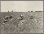 Mexican gang of migratory laborers under a Japanese field boss. These men are thinning and weeding cantaloupe plants. Wages thirty cents an hour...