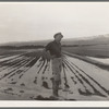Field worker irrigating alfalfa and barley fields. The field produces eleven cuttings of alfalfa a year, yields nine to ten tons to the acre; sold for twenty-two dollars per ton in 1936. Near Indio, Coachella Valley, California