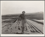 Field worker irrigating alfalfa and barley fields. The field produces eleven cuttings of alfalfa a year, yields nine to ten tons to the acre; sold for twenty-two dollars per ton in 1936. Near Indio, Coachella Valley, California