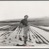 Field worker irrigating alfalfa and barley fields. The field produces eleven cuttings of alfalfa a year, yields nine to ten tons to the acre; sold for twenty-two dollars per ton in 1936. Near Indio, Coachella Valley, California