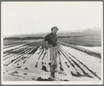 Field worker irrigating alfalfa and barley fields. The field produces eleven cuttings of alfalfa a year, yields nine to ten tons to the acre; sold for twenty-two dollars per ton in 1936. Near Indio, Coachella Valley, California