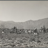 Carrot pullers from Texas, Oklahoma, Missouri, Arkansas and Mexico. Coachella Valley, California. "We come from all states and we can't make a dollar a day in the field no ways. Working in the field from seven in the morning till twelve noon we earn an average of thirty-five cents"