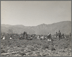 Carrot pullers from Texas, Oklahoma, Missouri, Arkansas and Mexico. Coachella Valley, California. "We come from all states and we can't make a dollar a day in the field no ways. Working in the field from seven in the morning till twelve noon we earn an average of thirty-five cents"