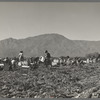 Carrot pullers from Texas, Oklahoma, Missouri, Arkansas and Mexico. Coachella Valley, California