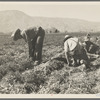 Some of the carrot pickers in the Coachella Valley. There are one hundred people in this field coming from Texas, Oklahoma, Arkansas, Missouri and Mexico. California