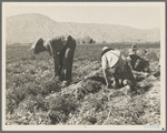 Some of the carrot pickers in the Coachella Valley. There are one hundred people in this field coming from Texas, Oklahoma, Arkansas, Missouri and Mexico. California