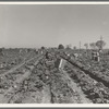 Lettuce cutting in the Imperial Valley, California. A Filipino crew of fifty-five boys, migrants