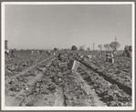 Lettuce cutting in the Imperial Valley, California. A Filipino crew of fifty-five boys, migrants