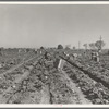 Lettuce cutting in the Imperial Valley, California. A Filipino crew of fifty-five boys, migrants
