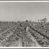 Lettuce cutting in the Imperial Valley, California. A Filipino crew of fifty-five boys, migrants