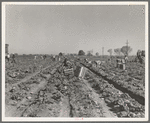 Lettuce cutting in the Imperial Valley, California. A Filipino crew of fifty-five boys, migrants