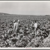 Filipino boys cutting cauliflower (gang labor) near Santa Maria, California