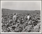 Filipino boys cutting cauliflower (gang labor) near Santa Maria, California